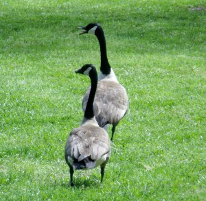 I've spent too much time quacking about my books. (Monte Dutton photo)