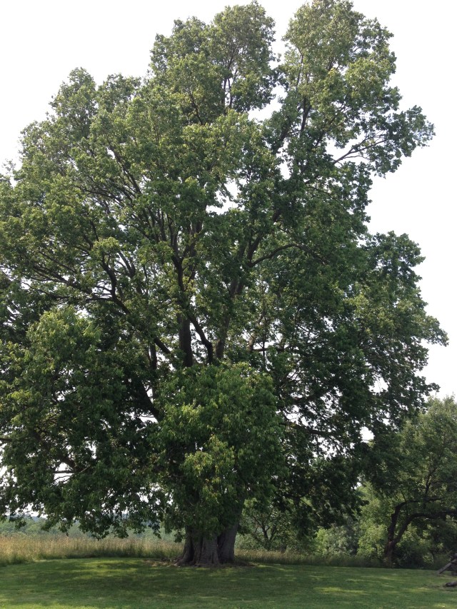 I like trees. Perhaps I should go look at one.